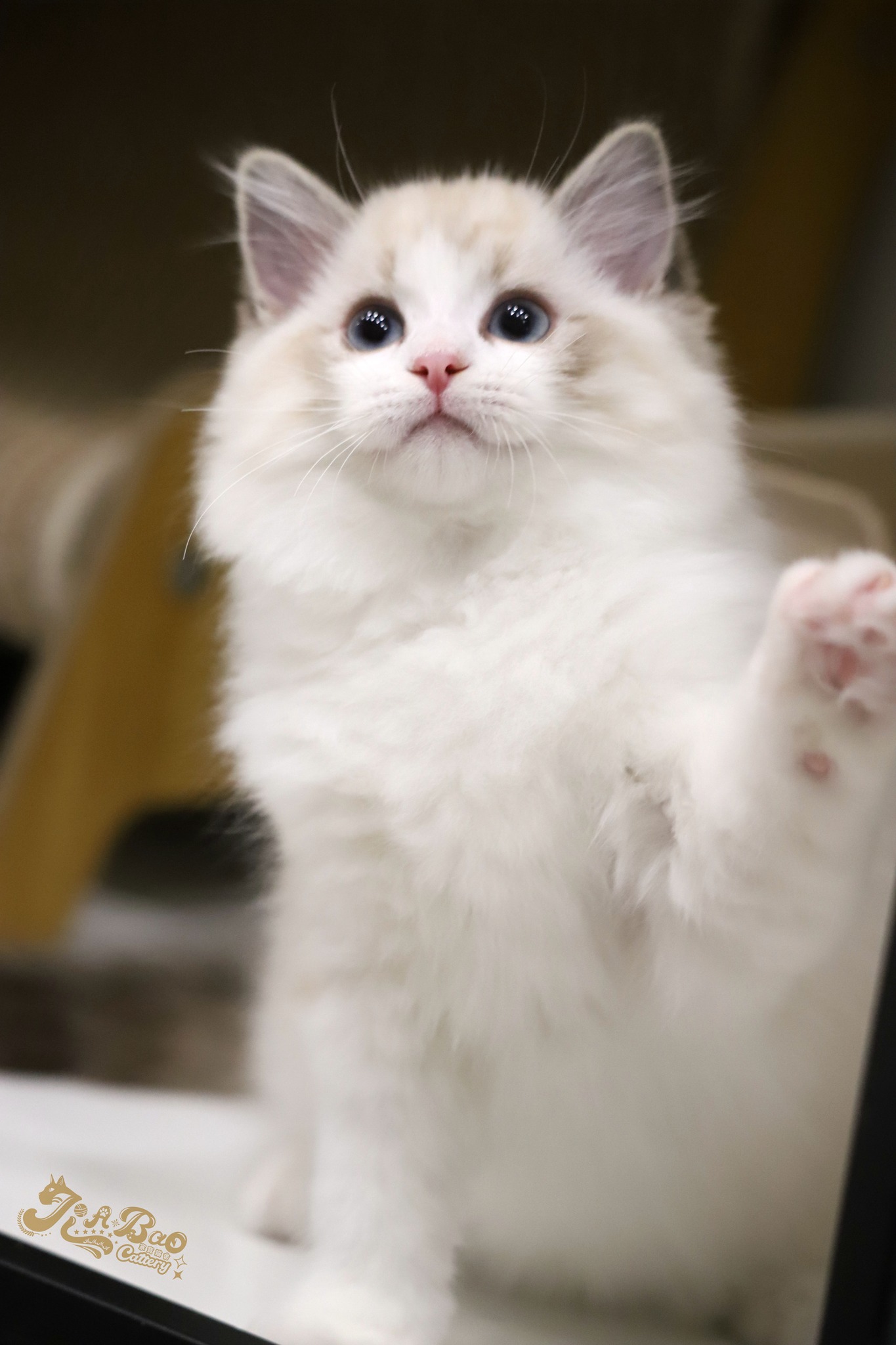 家寶寵物／海豹山貓雙布偶貓