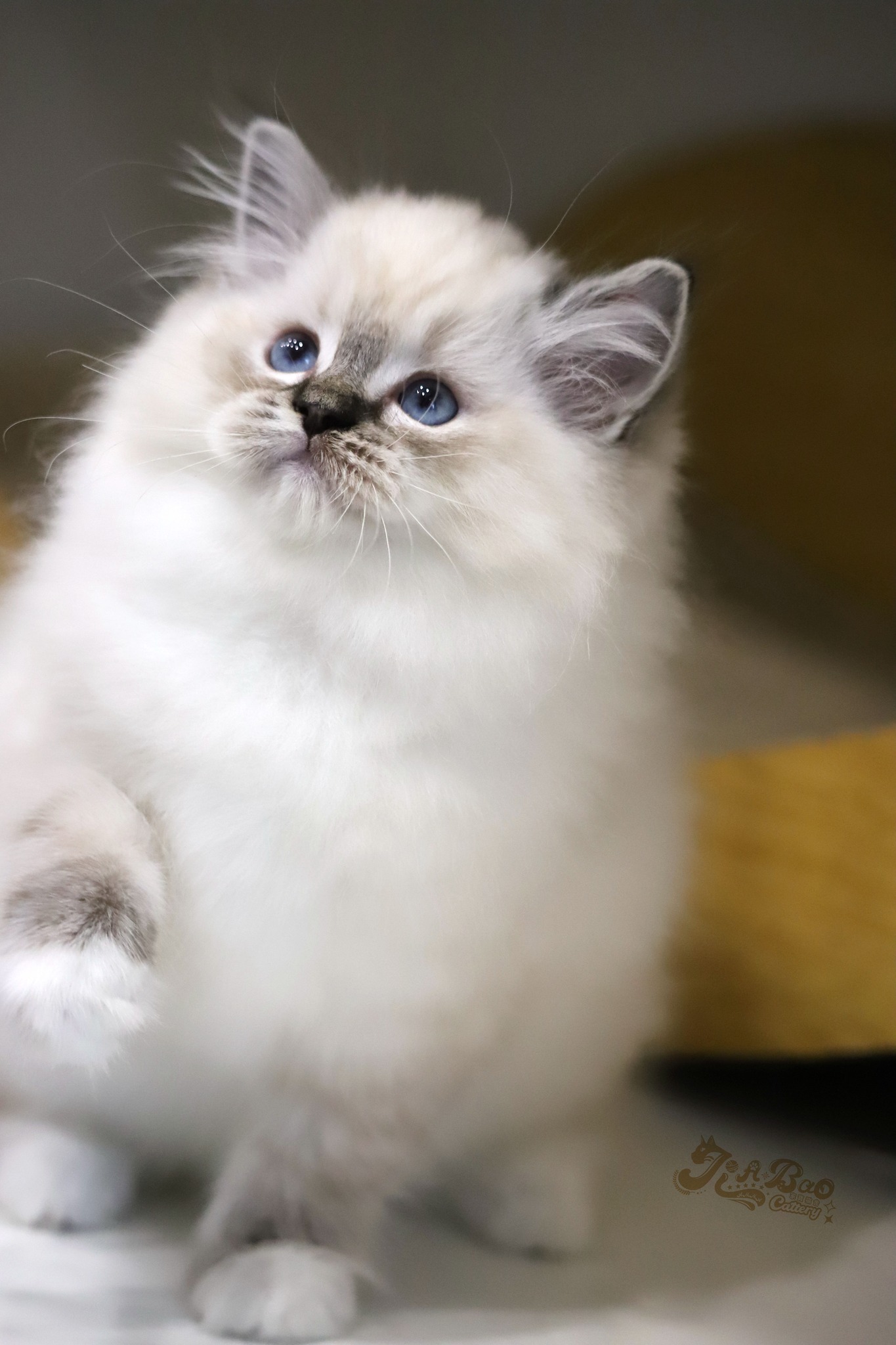 家寶寵物／海豹山貓手套布偶貓