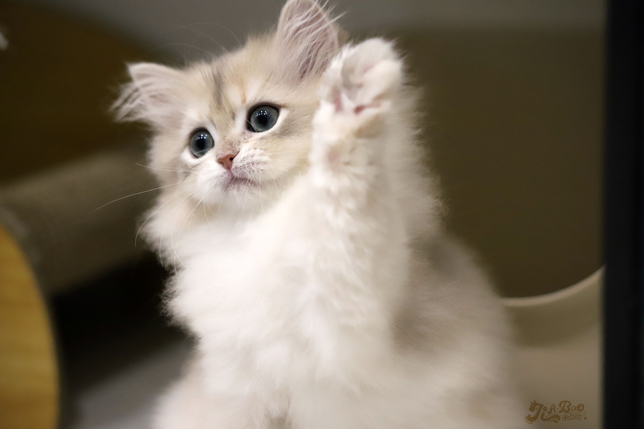 家寶寵物／藍金漸層英國長毛貓