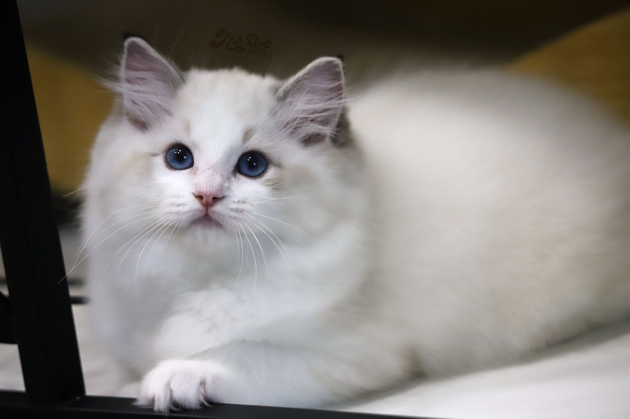 家寶寵物／海豹山貓雙布偶貓