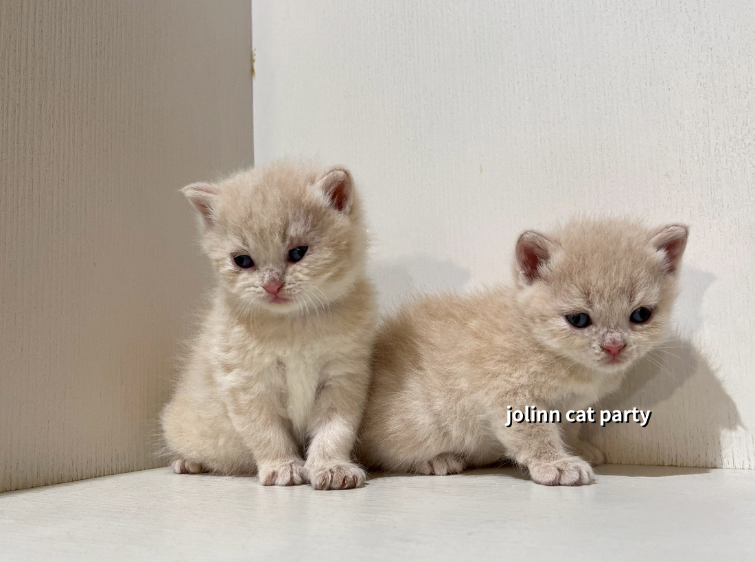貓咪派對／奶油色英國短毛貓