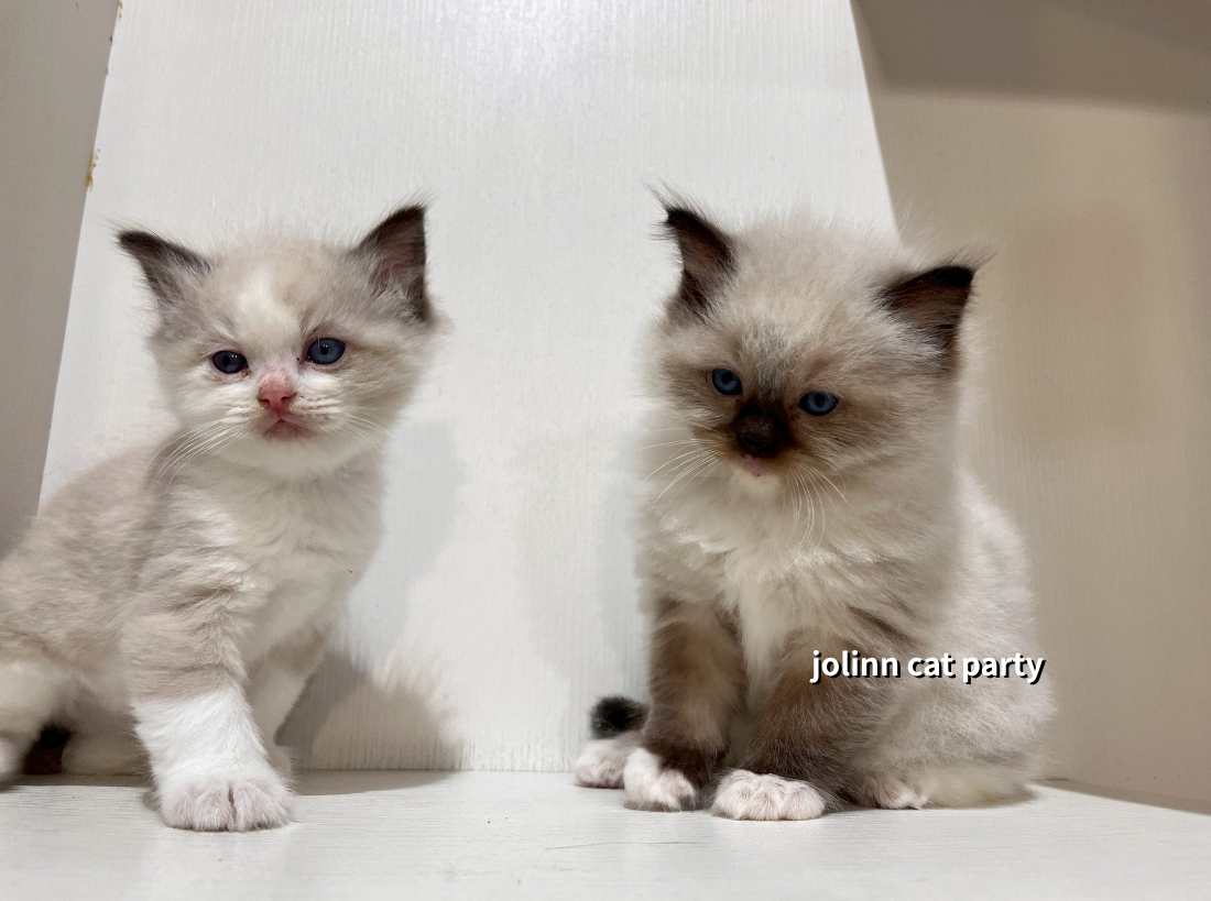 貓咪派對／海豹重點色布偶貓&海豹色賓士布偶貓
