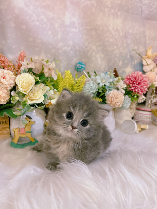 星光貓舍／藍色小步舞曲