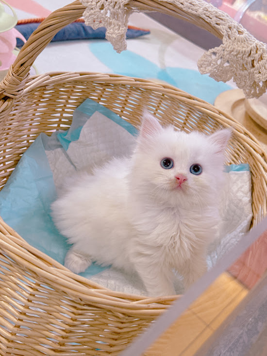 星光貓舍／白色英國長毛貓