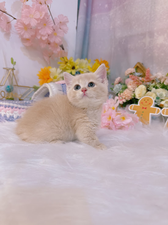 星光貓舍／奶油曼赤肯