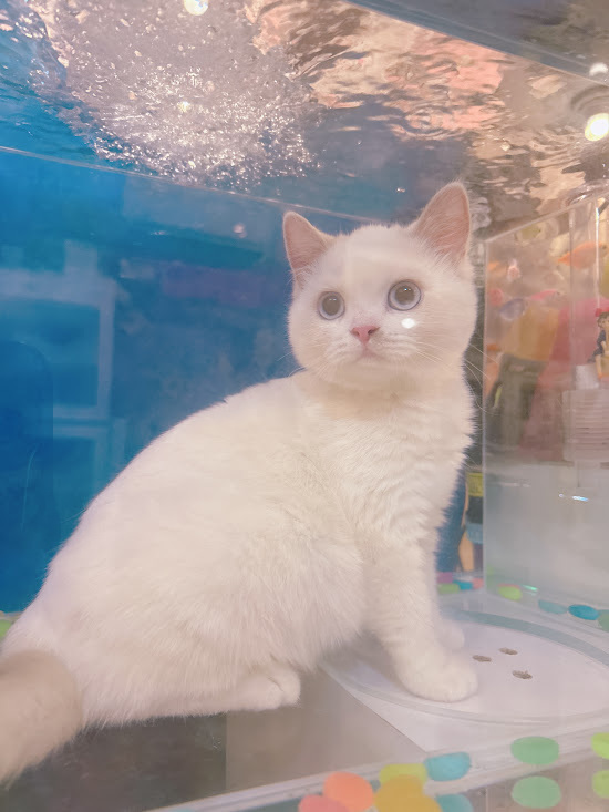 星光貓舍／巧克力金重點英國短毛貓