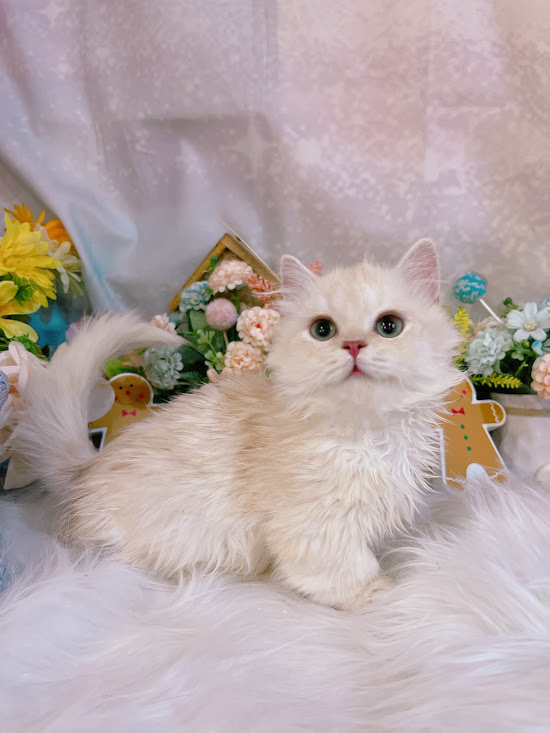 星光貓舍／凱米爾奶油小步舞曲