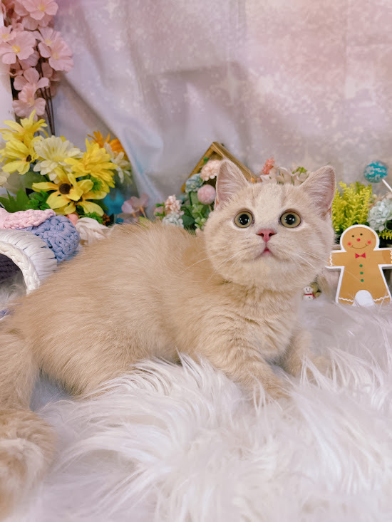 星光貓舍／奶油曼赤肯