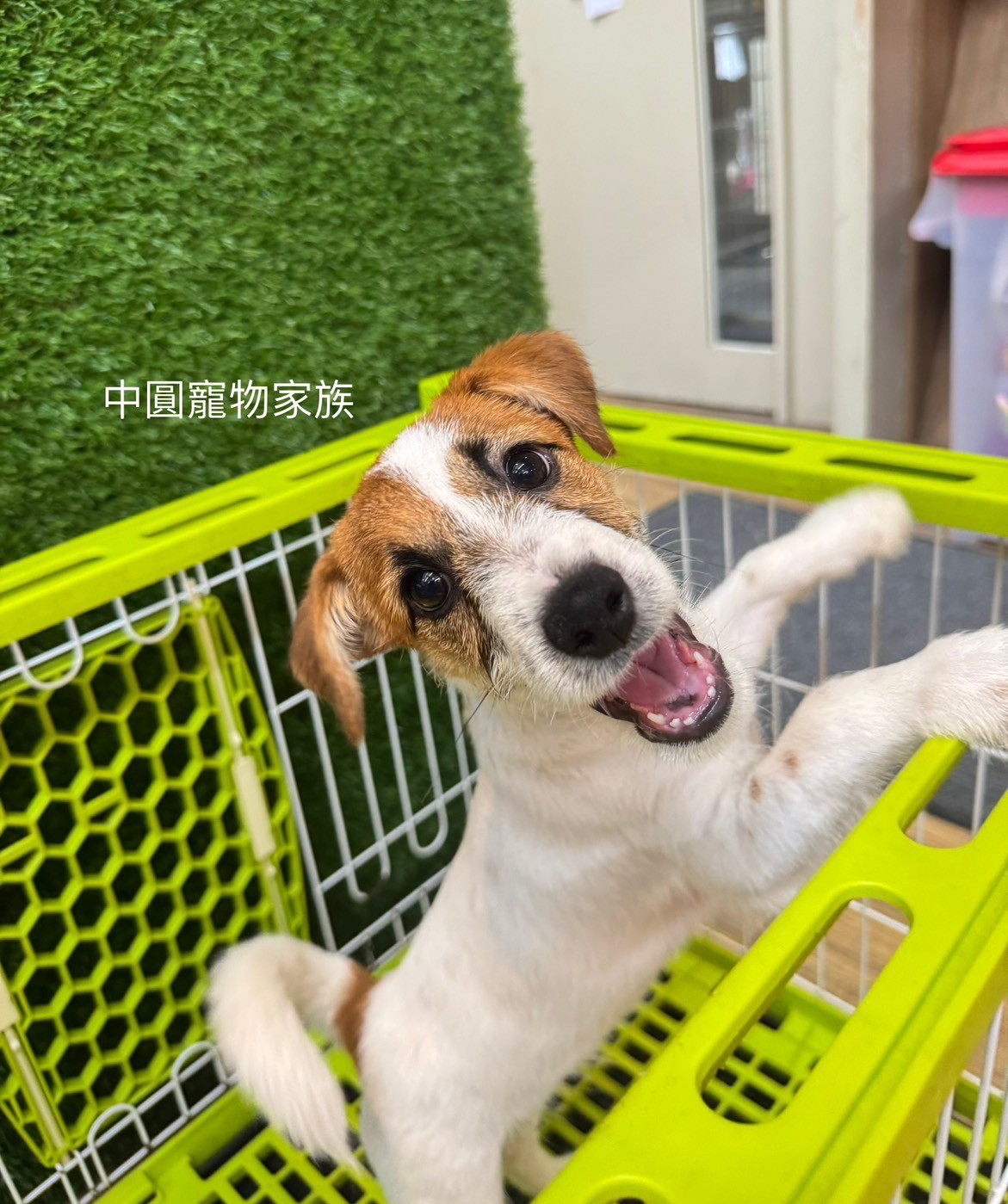 中圓寵物家族／雙色傑克羅素