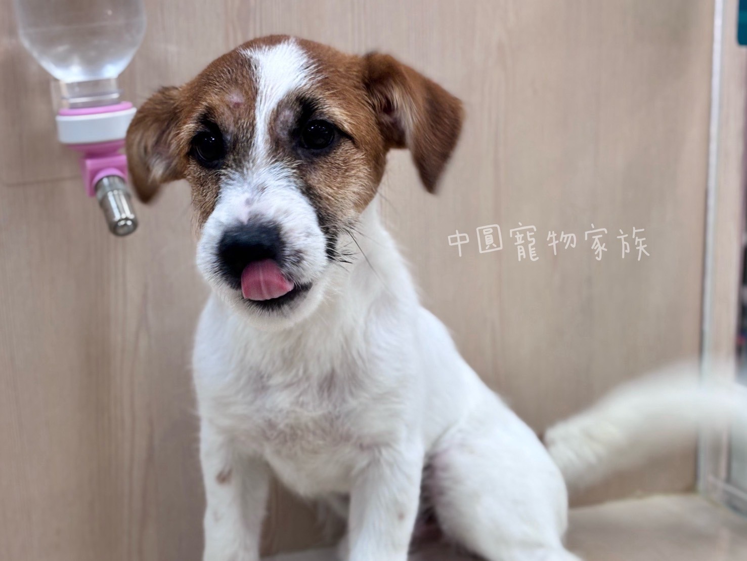 中圓寵物家族／雙色傑克羅素梗