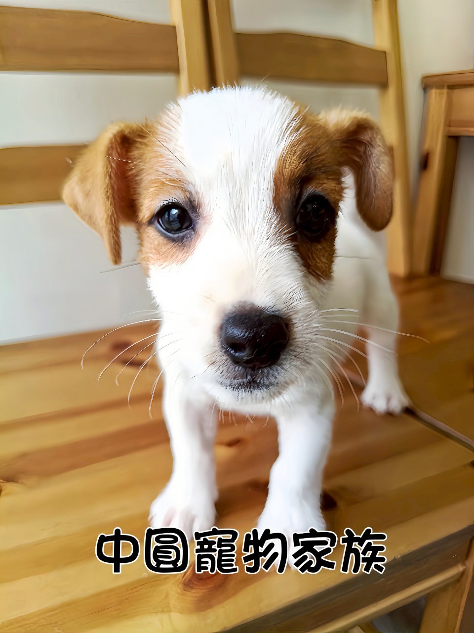 中圓寵物家族／雙色傑克羅素梗