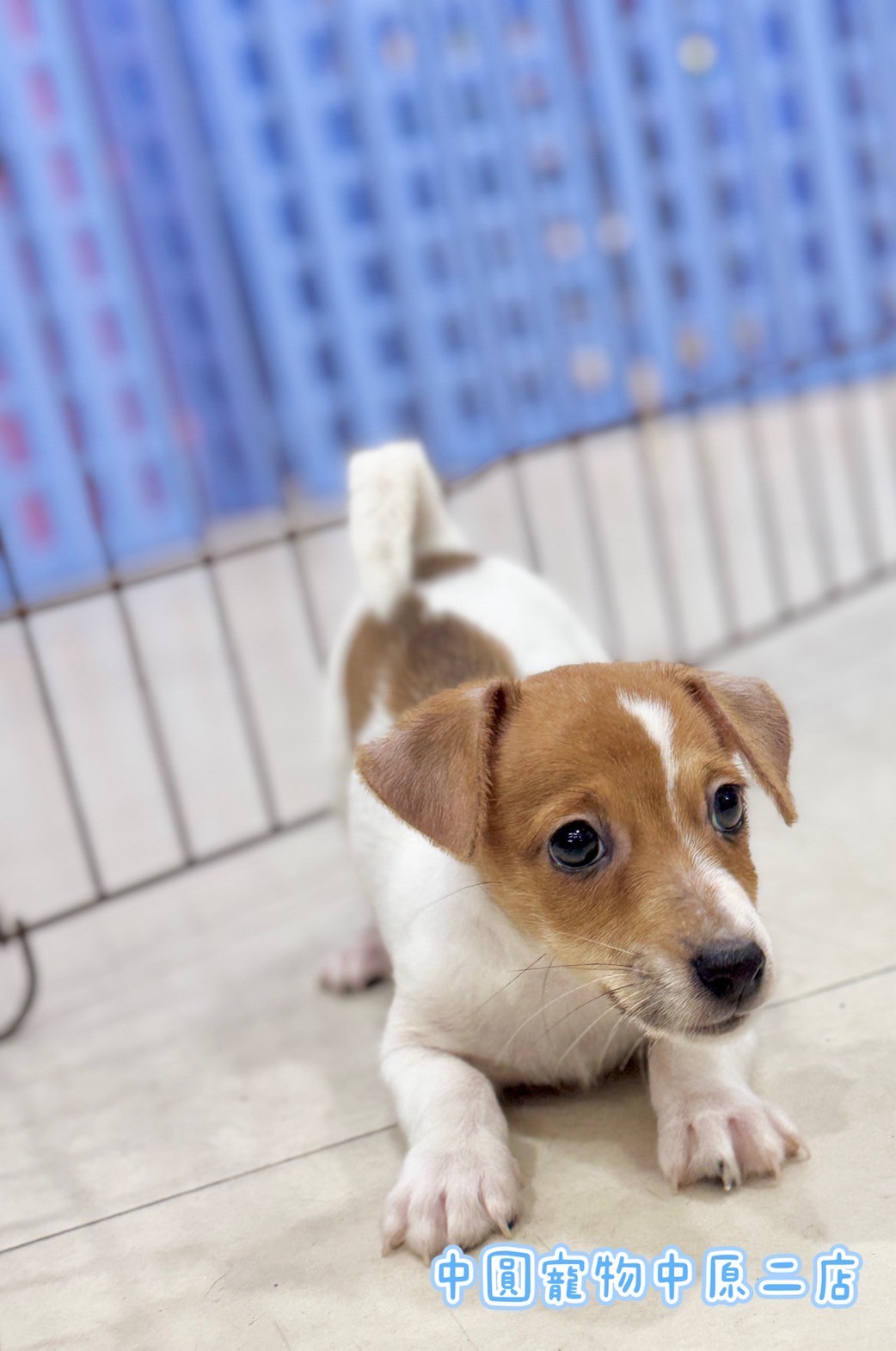 中圓寵物家族／黃白色傑克羅素