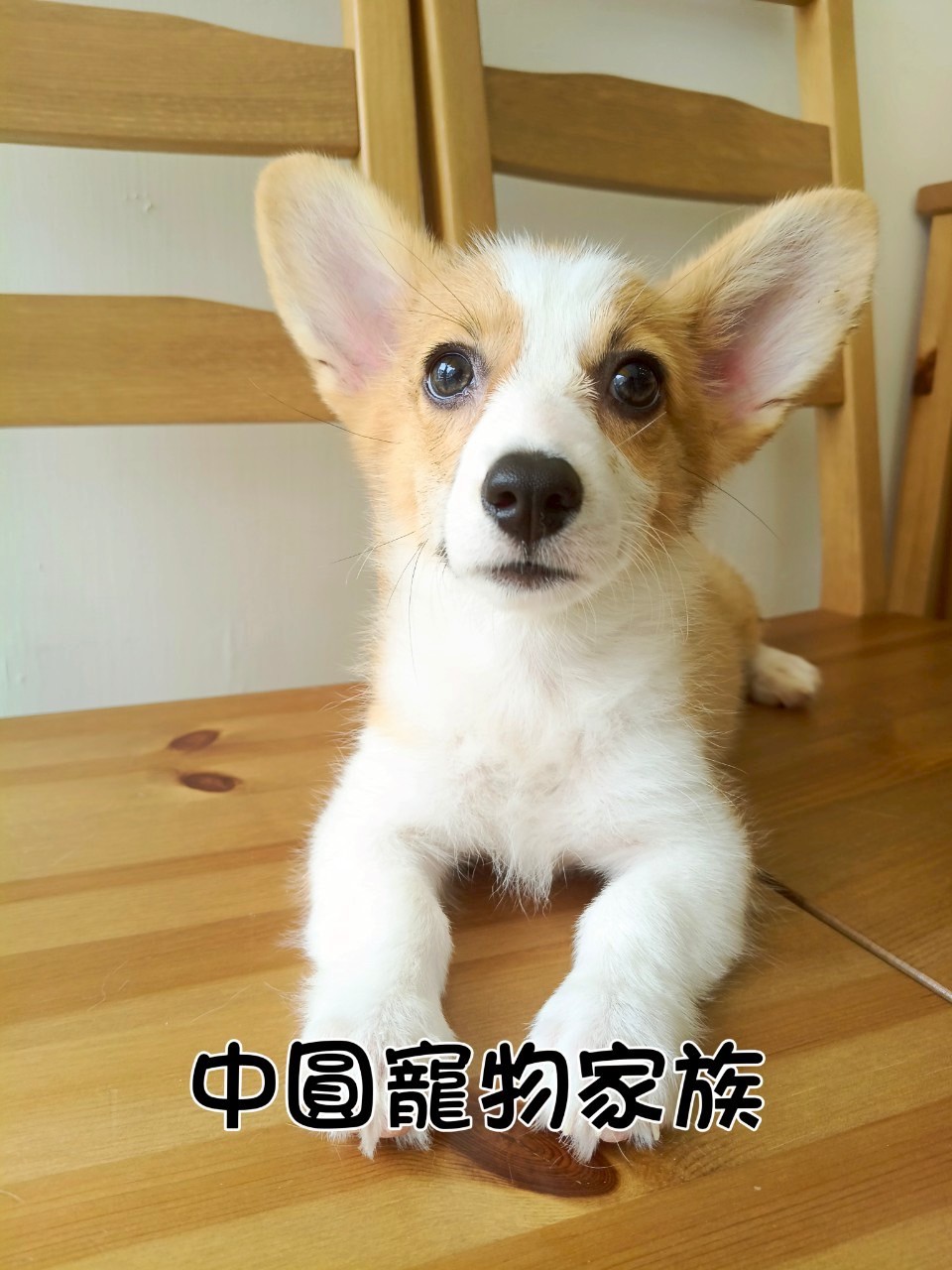 中圓寵物家族／雙色柯基犬