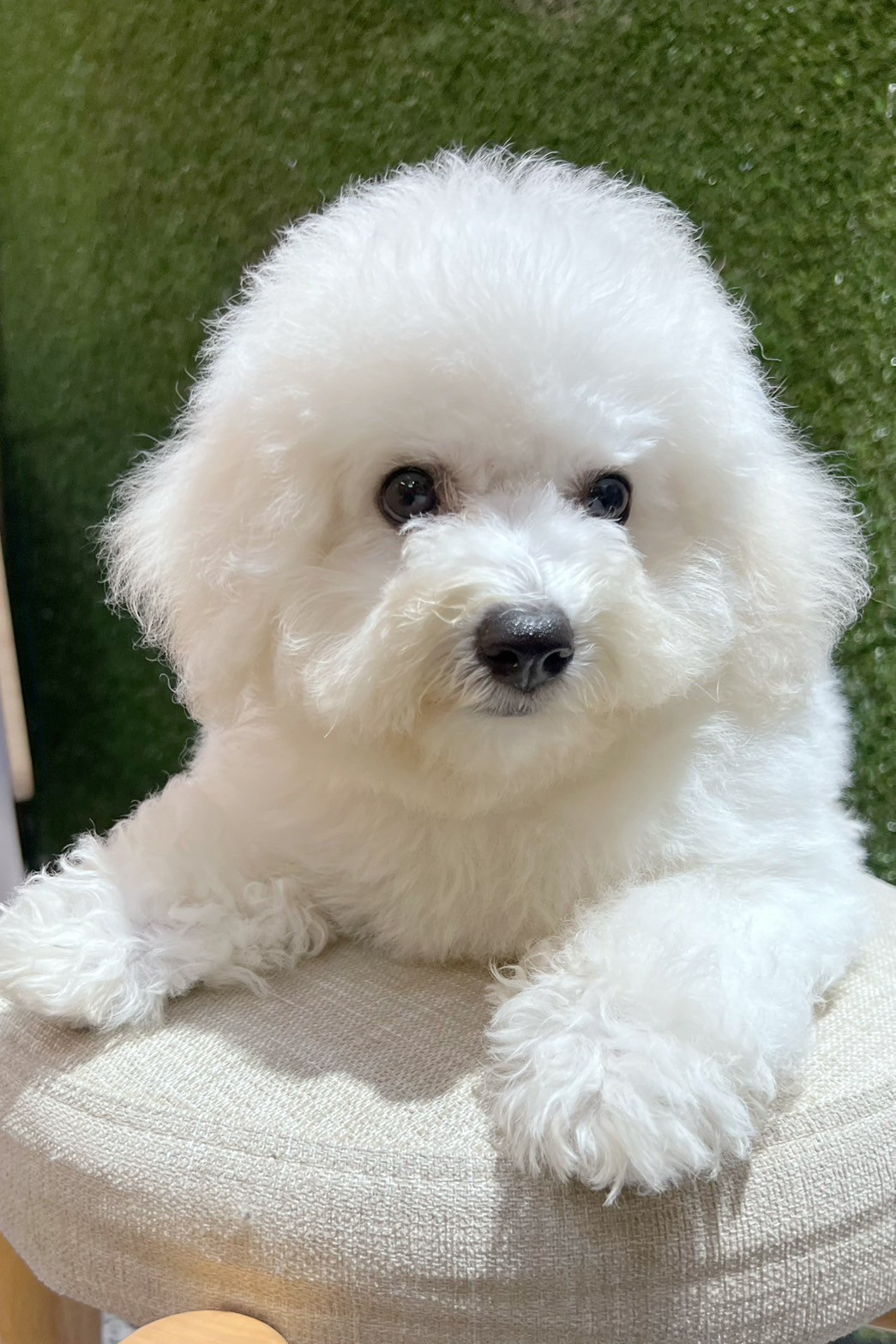 中圓寵物家族／比熊犬