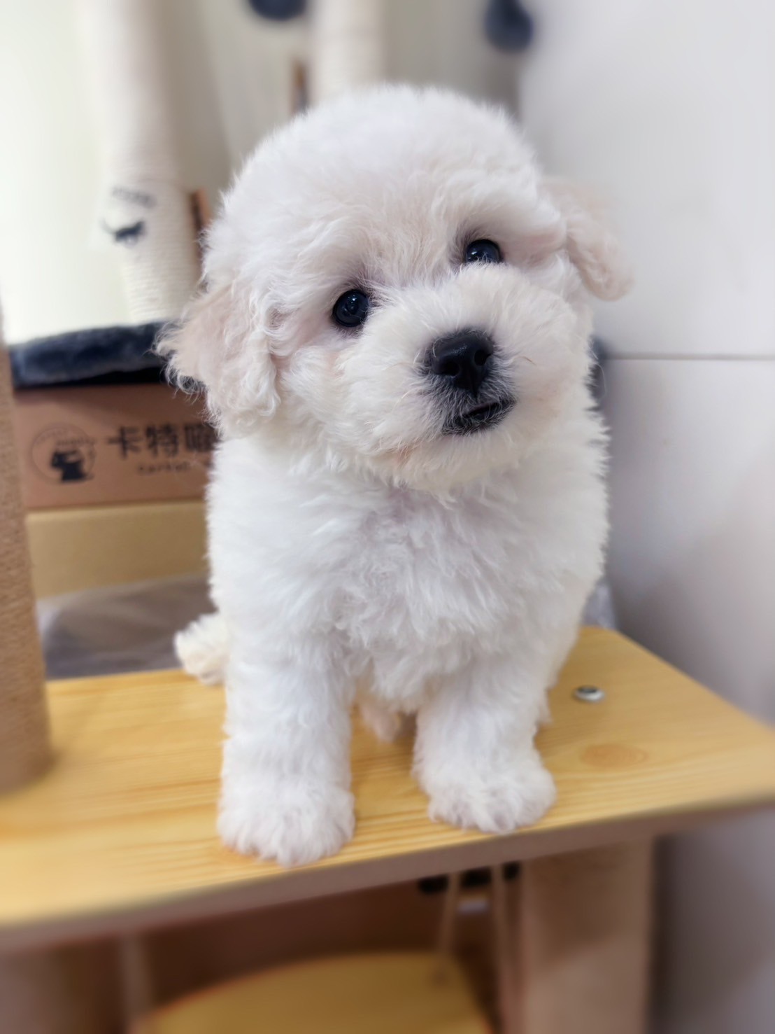 中圓寵物家族／比熊犬
