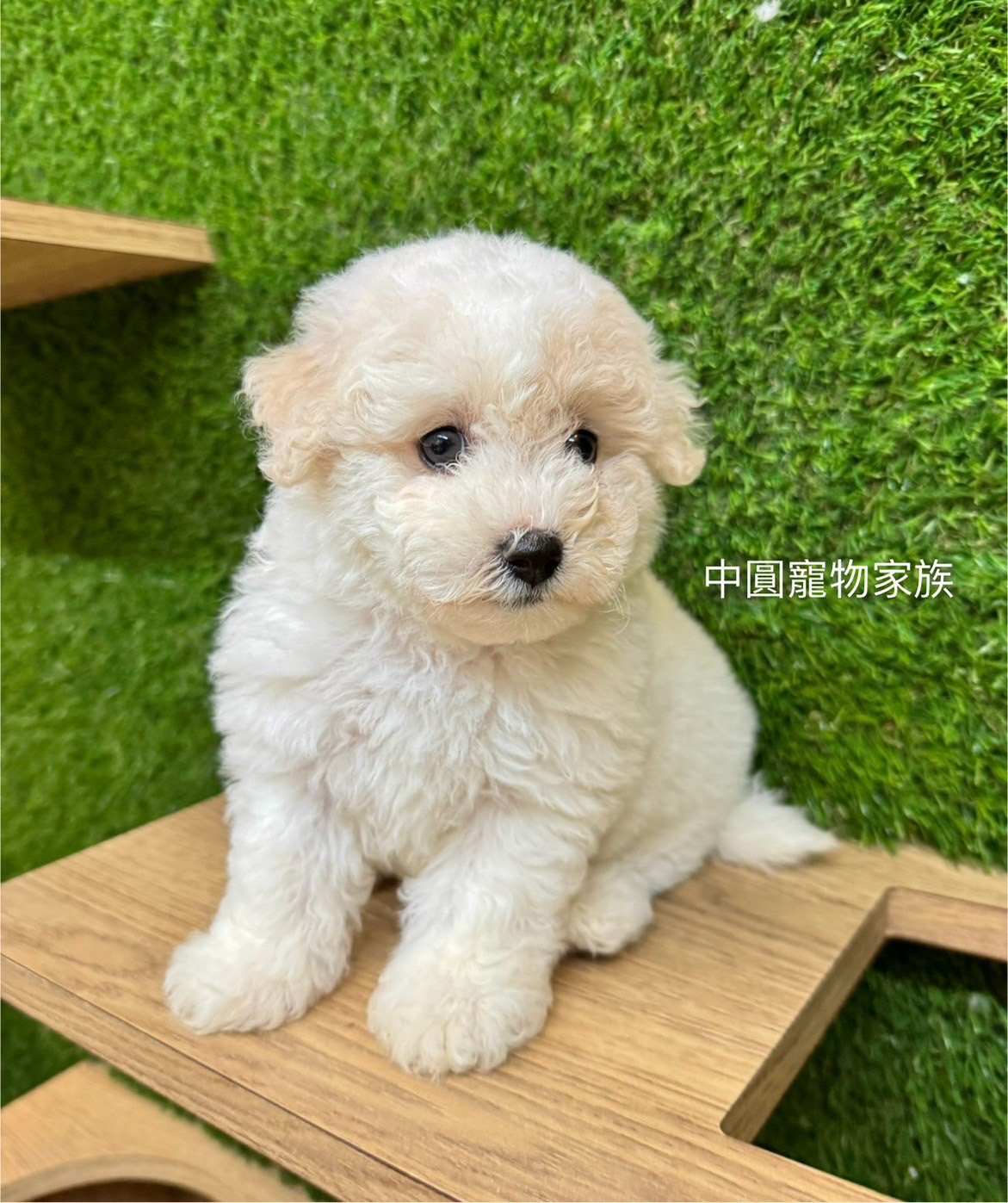 中圓寵物家族／比熊犬