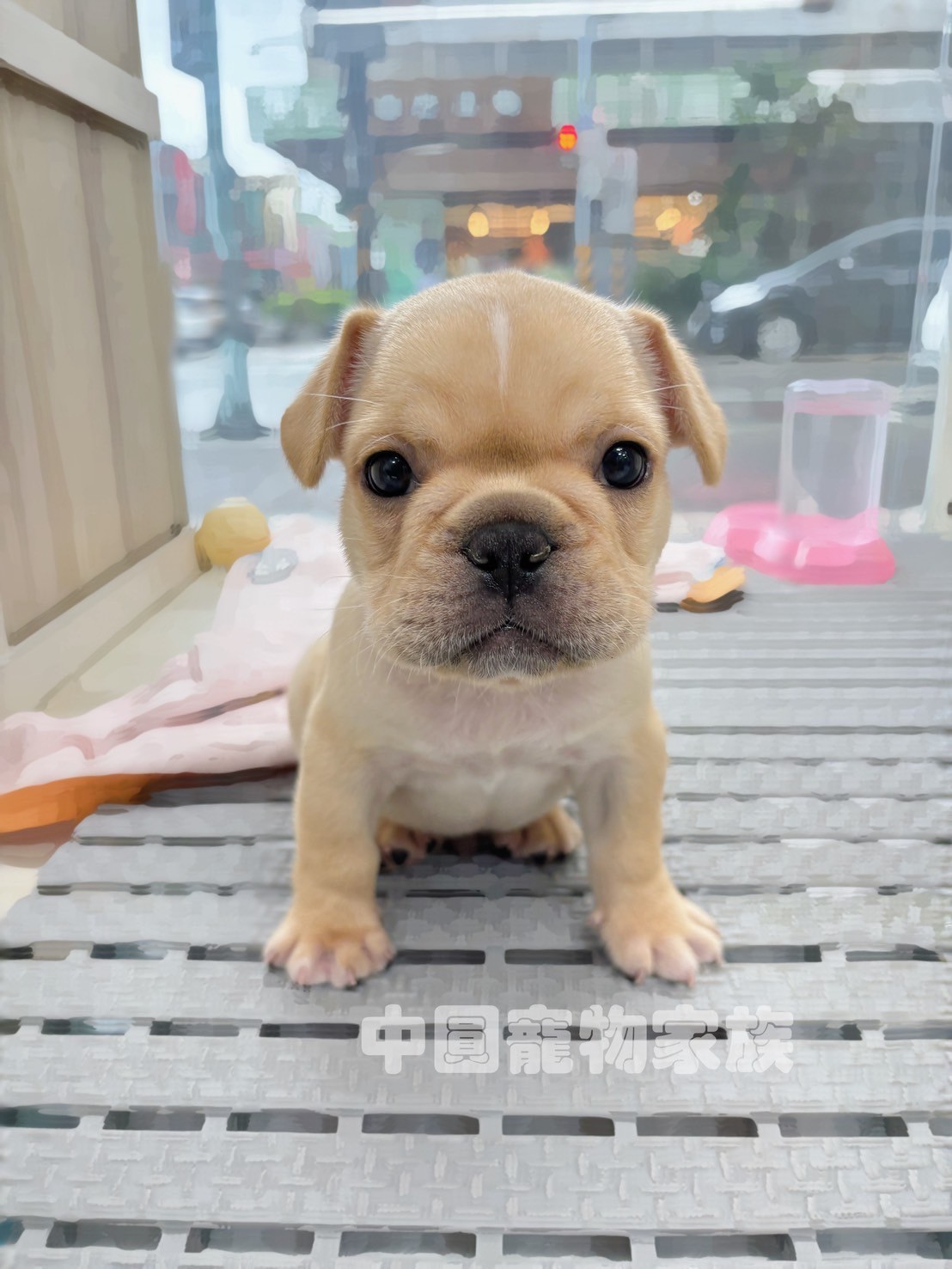 中圓寵物家族／奶油色法國鬥牛犬