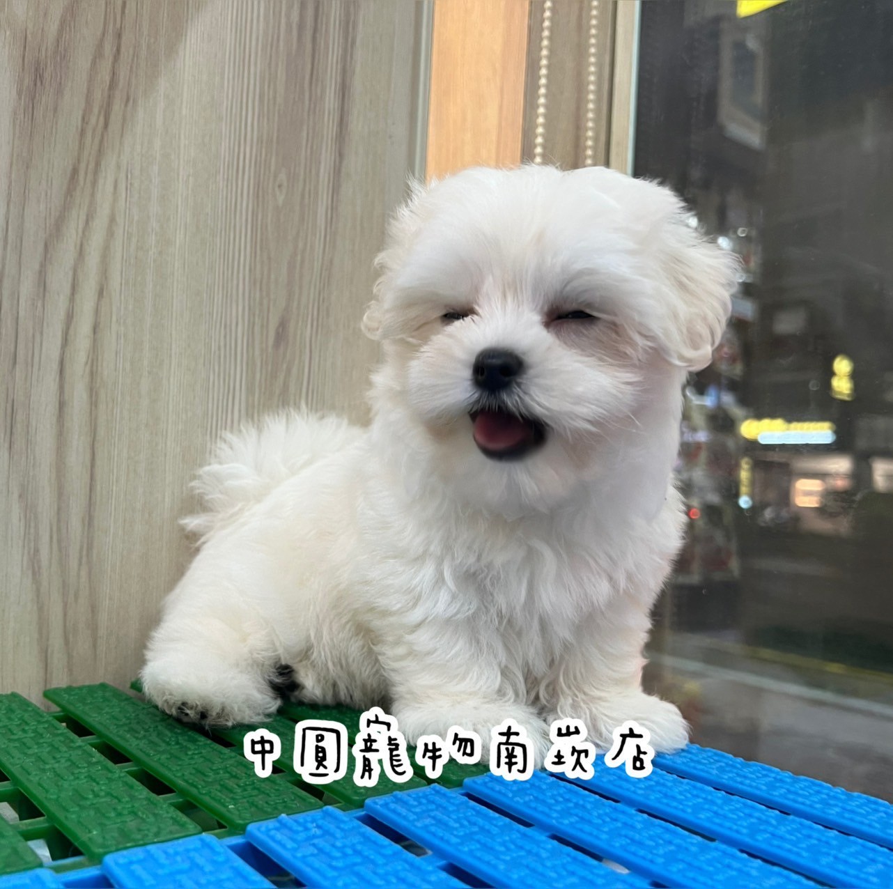 中圓寵物家族／白色瑪爾濟斯