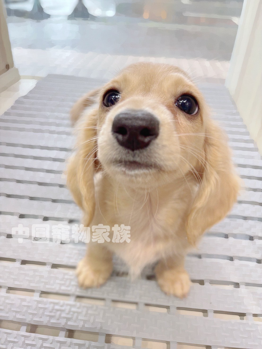 中圓寵物家族／奶油長毛臘腸