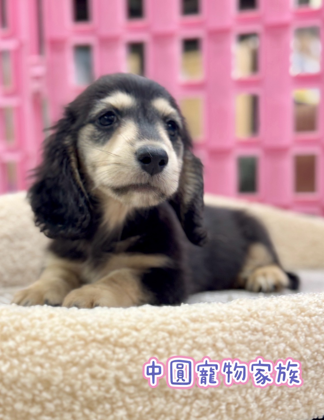 中圓寵物家族／黑奶臘腸