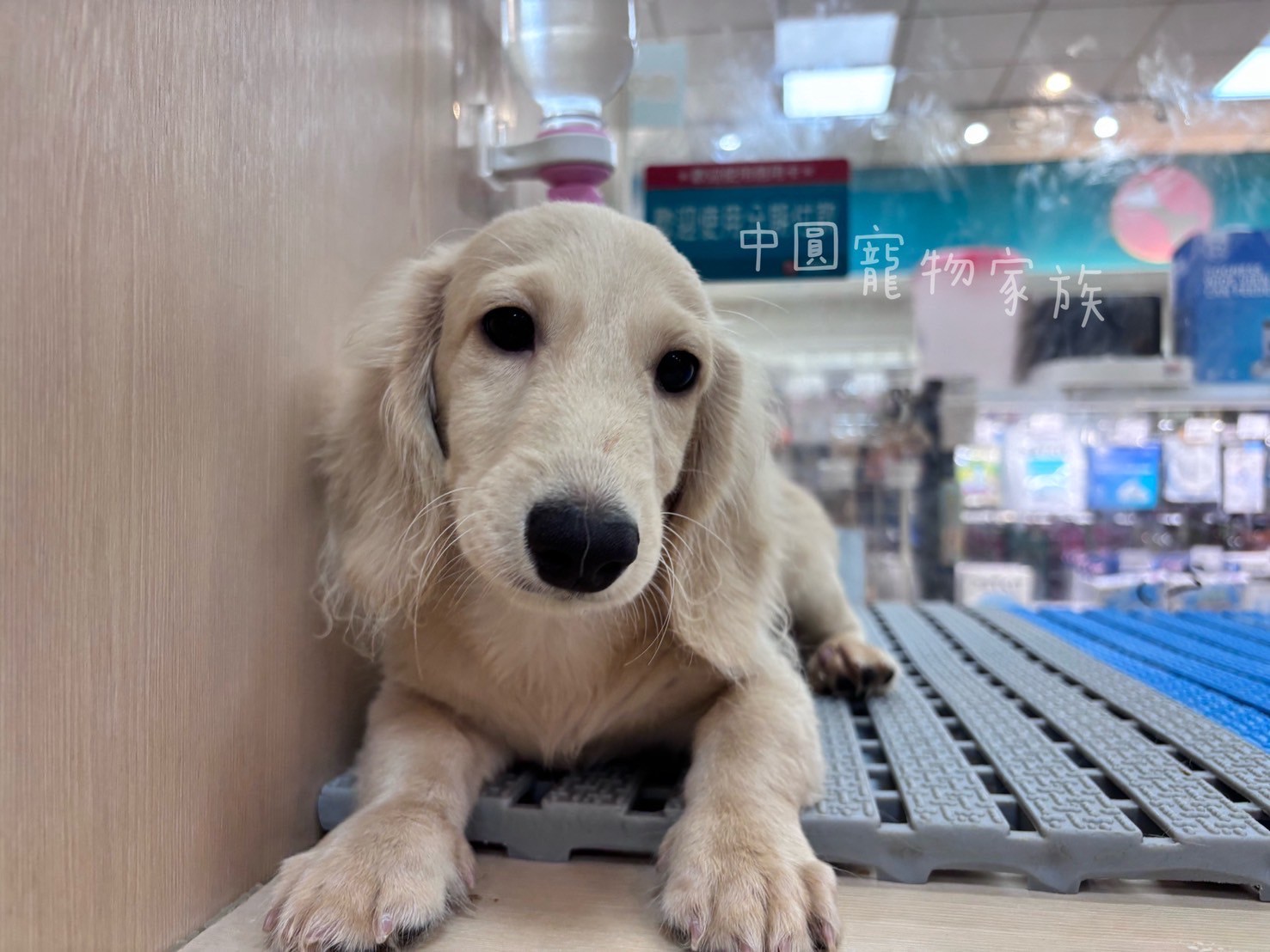 中圓寵物家族／奶油長毛臘腸