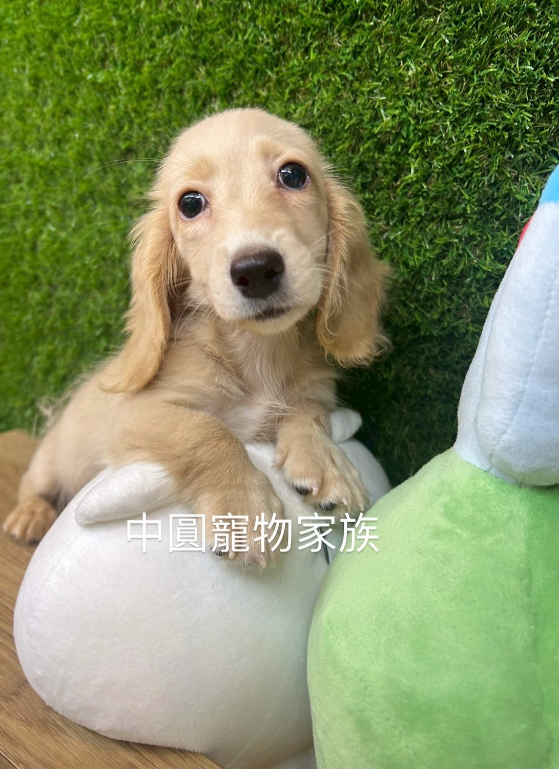 中圓寵物家族／奶油長毛臘腸