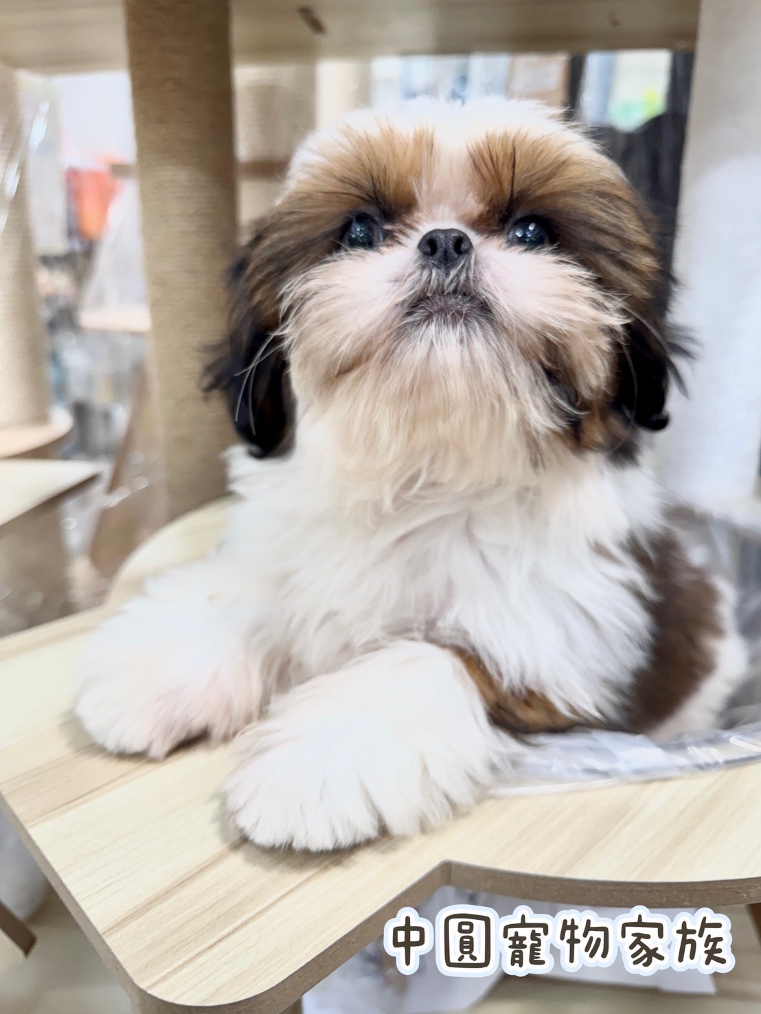 中圓寵物家族／雙色西施犬