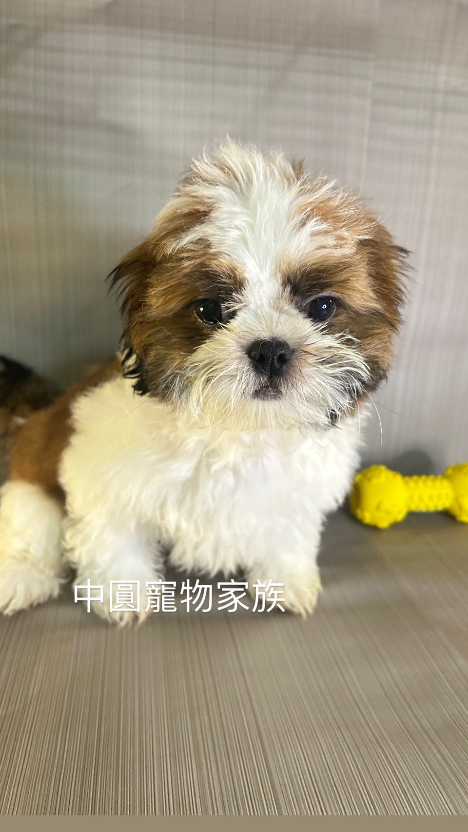 中圓寵物家族／三色西施犬