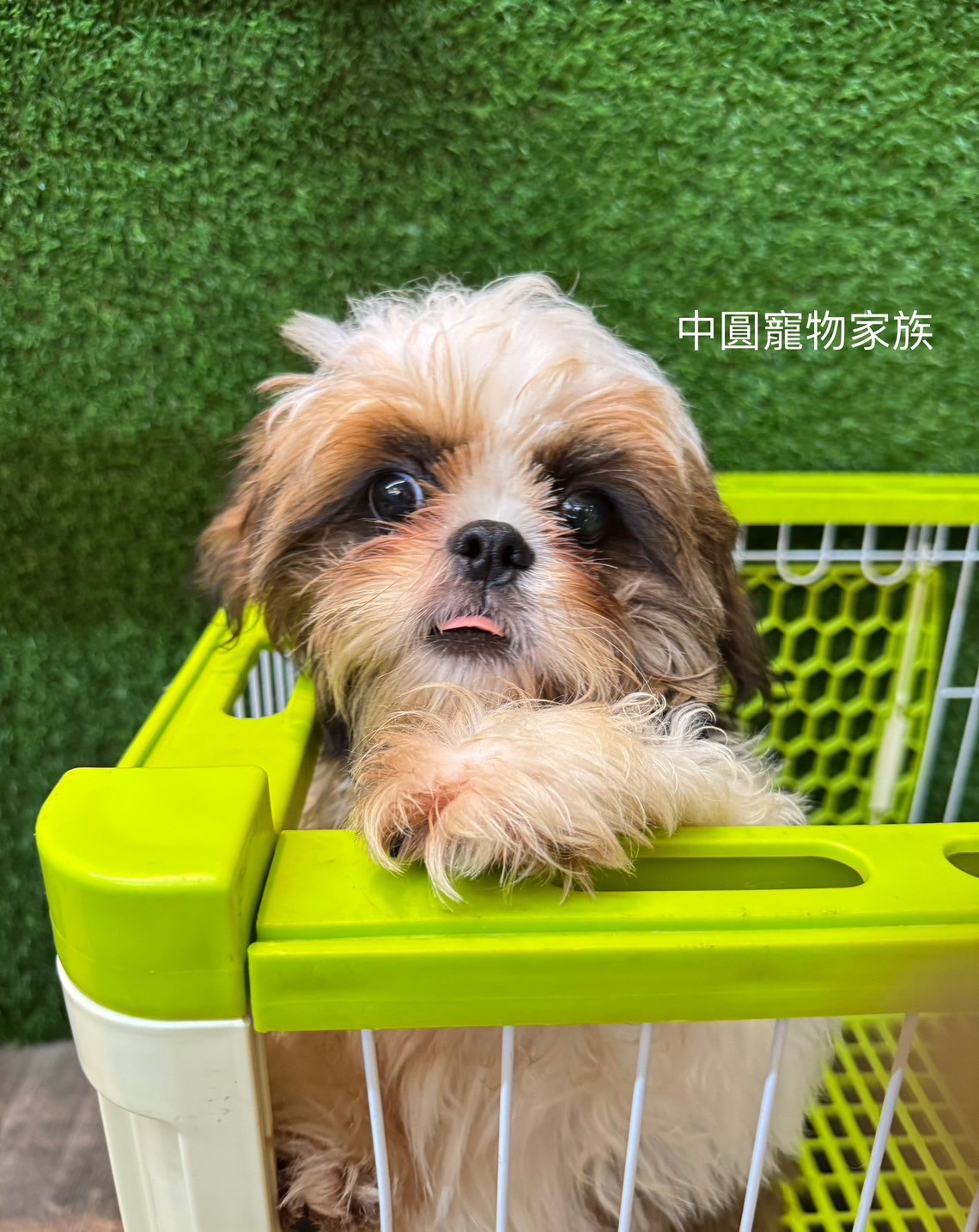 中圓寵物家族／雙色西施犬