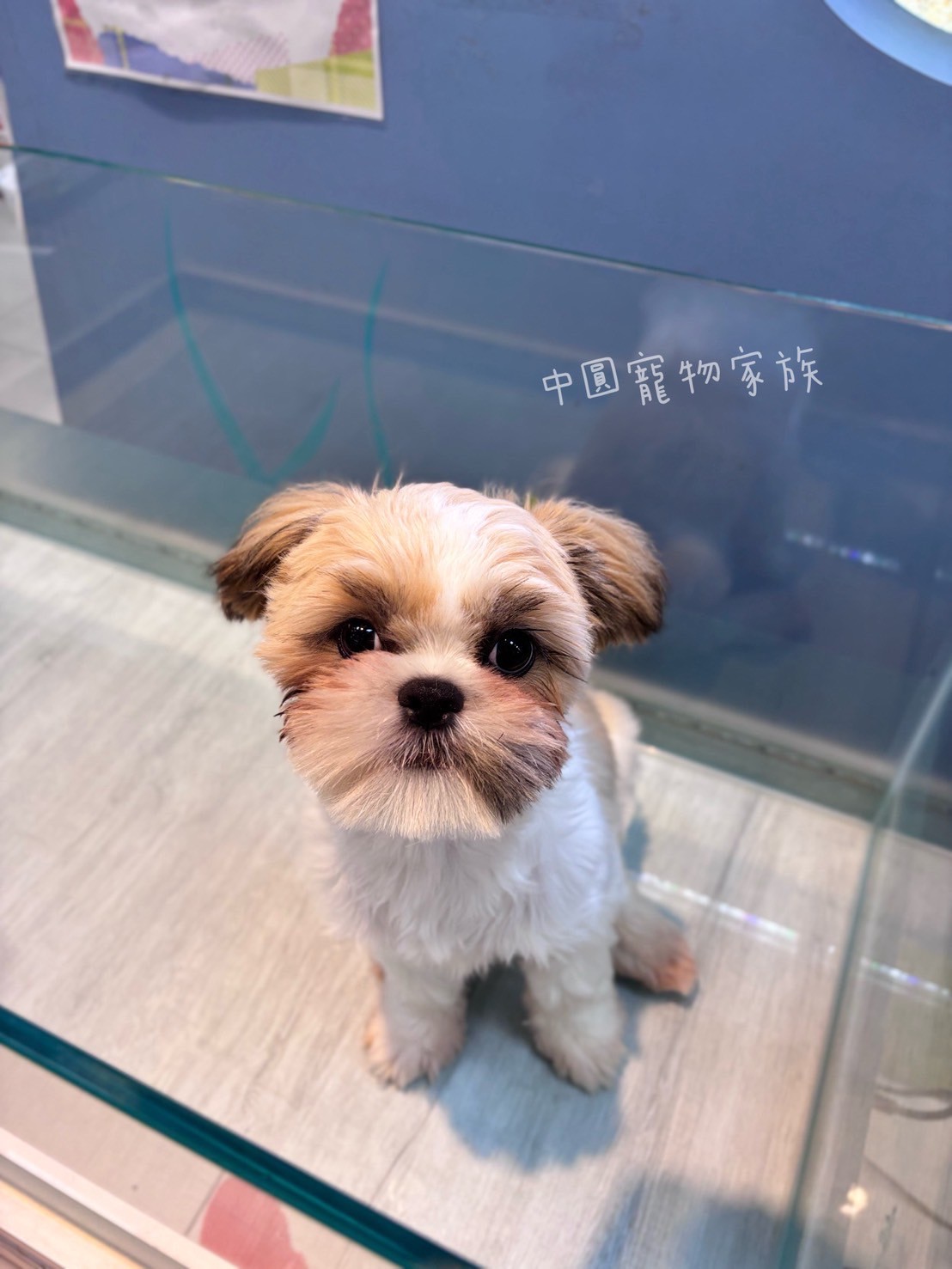 中圓寵物家族／雙色西施犬