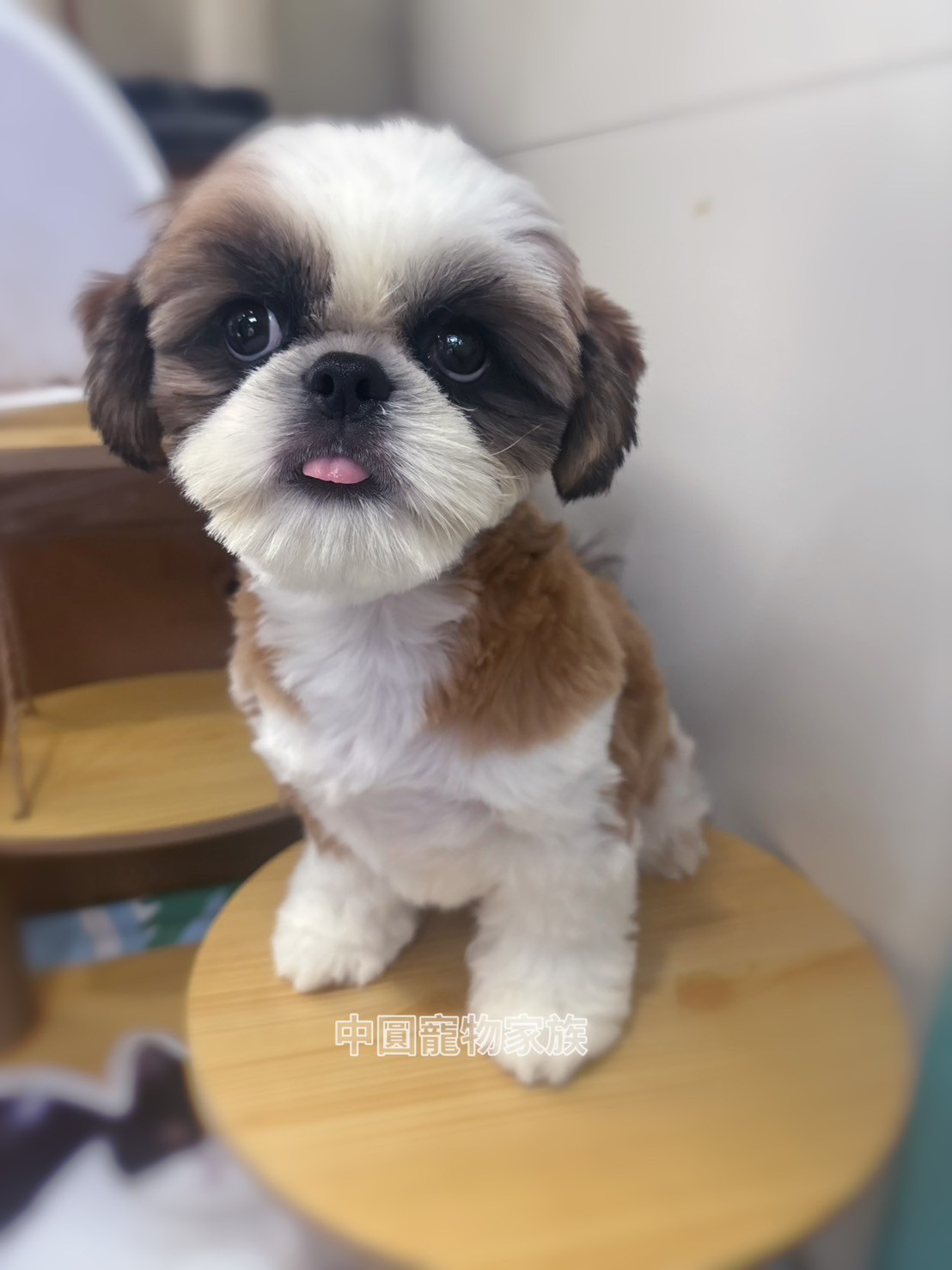 中圓寵物家族／雙色西施犬