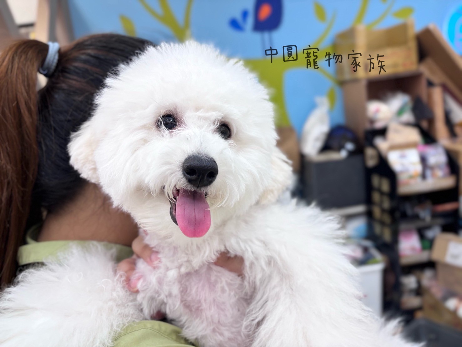 中圓寵物家族／白色貴賓犬