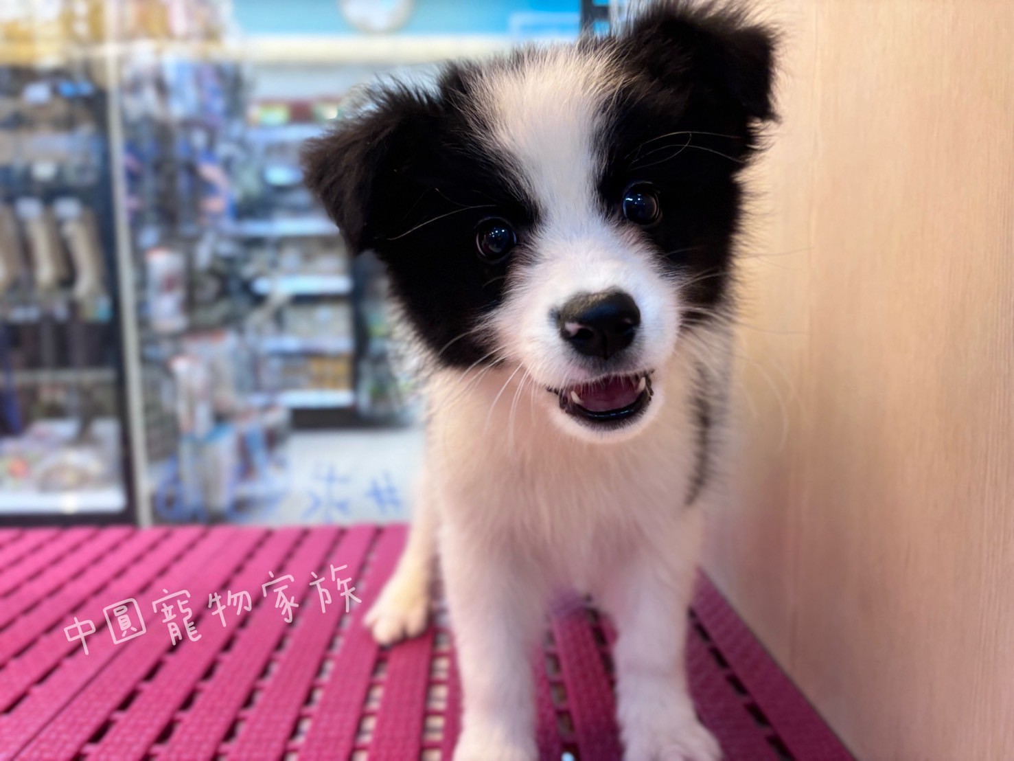 中圓寵物家族／黑白色邊境牧羊犬