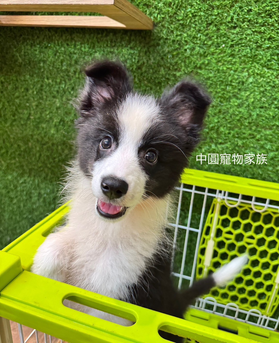 中圓寵物家族／邊境牧羊犬