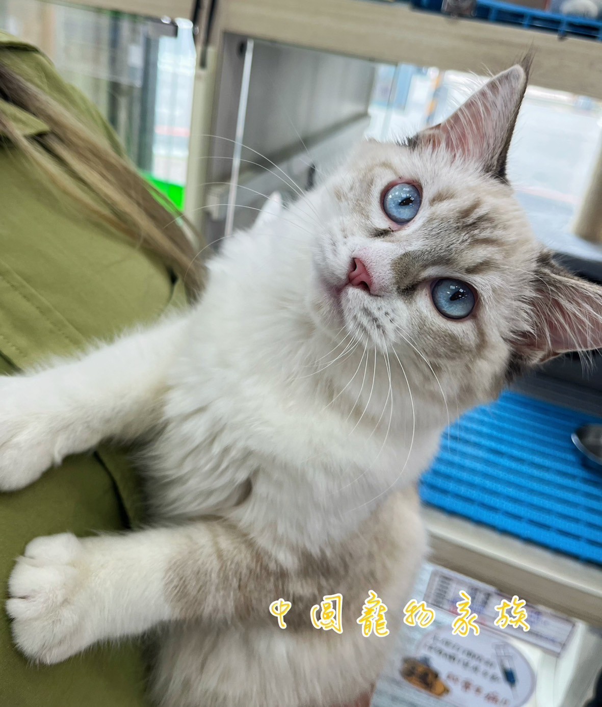 中圓寵物家族／山貓雙色布偶貓