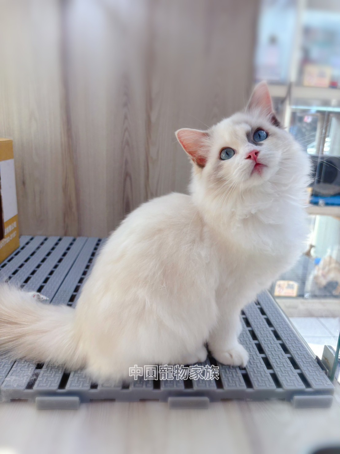 中圓寵物家族／玳瑁雙布偶貓