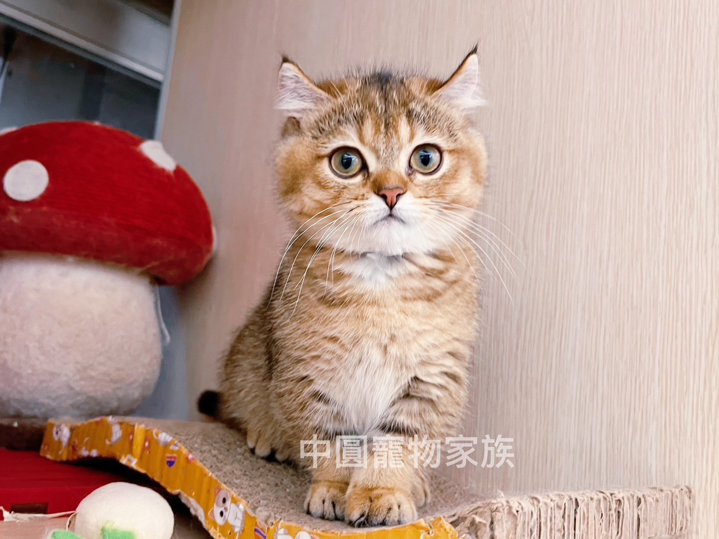 中圓寵物家族／黑金漸層曼赤肯