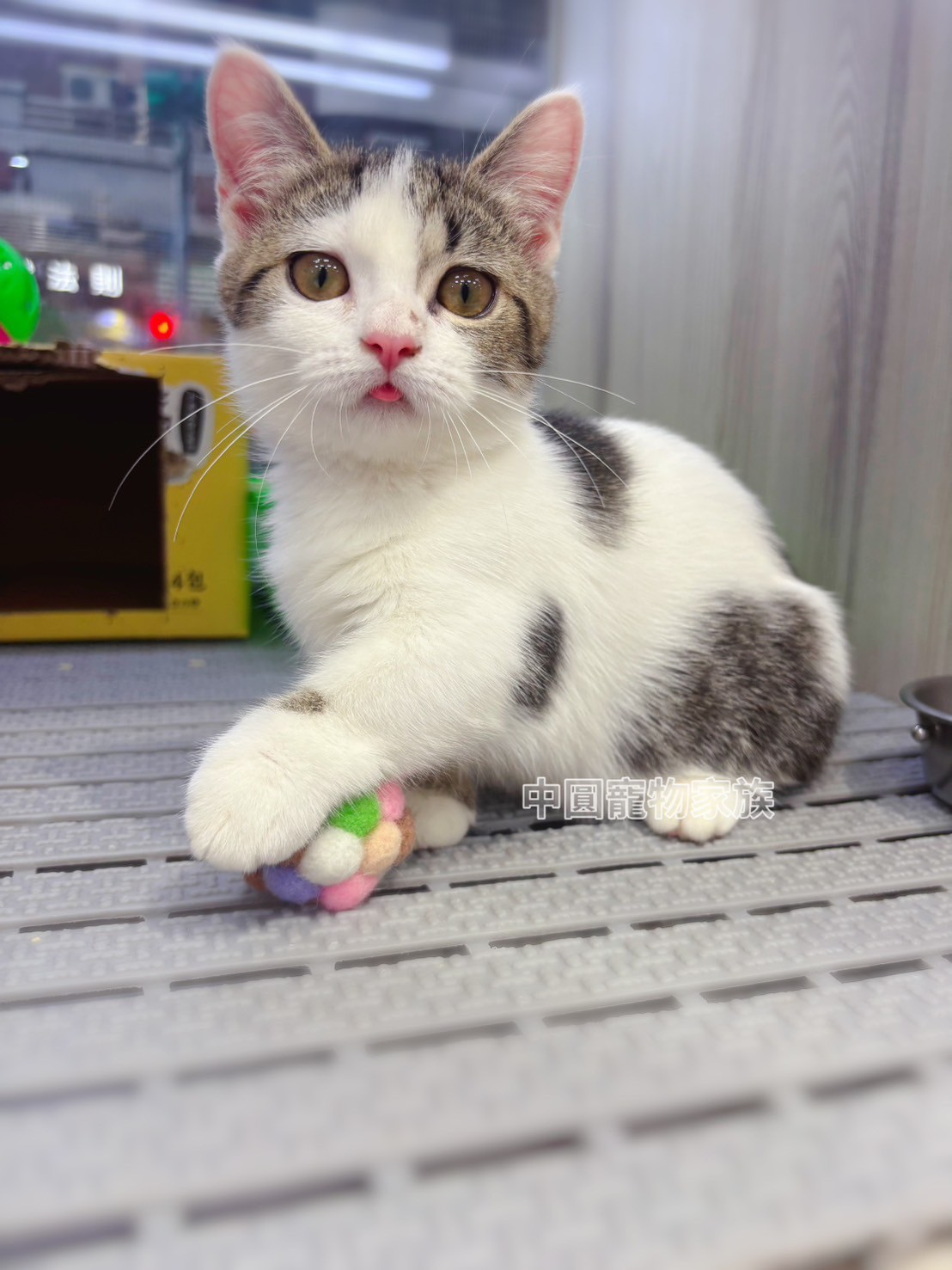中圓寵物家族／虎斑加白曼赤肯