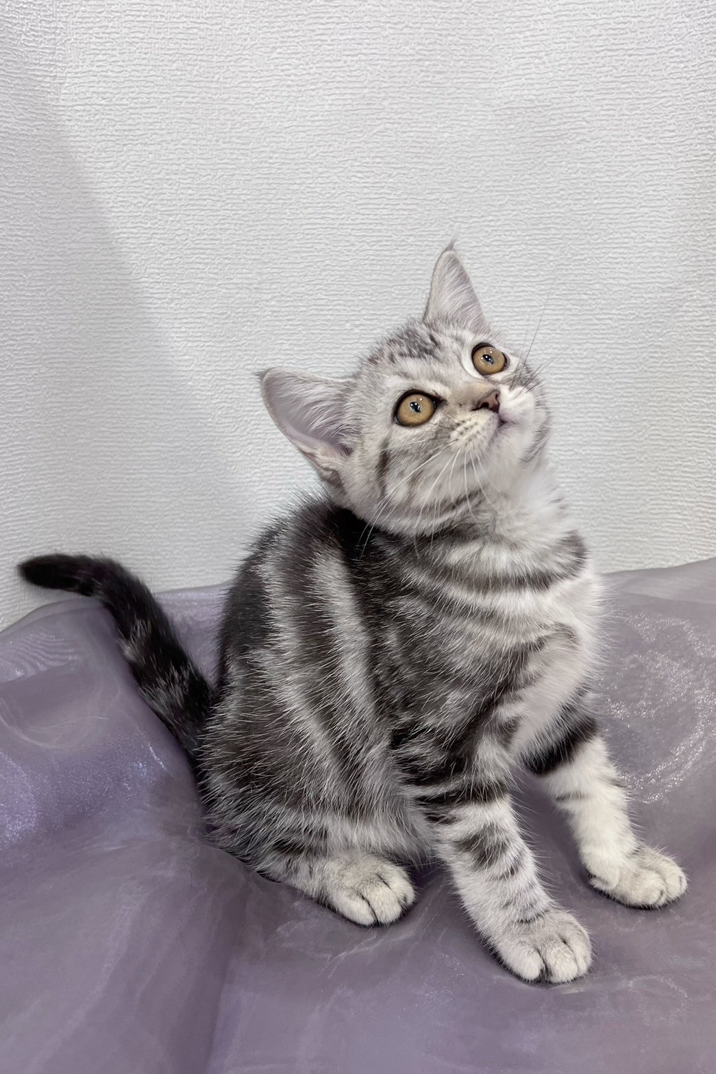 中圓寵物家族／銀白色美國短毛貓