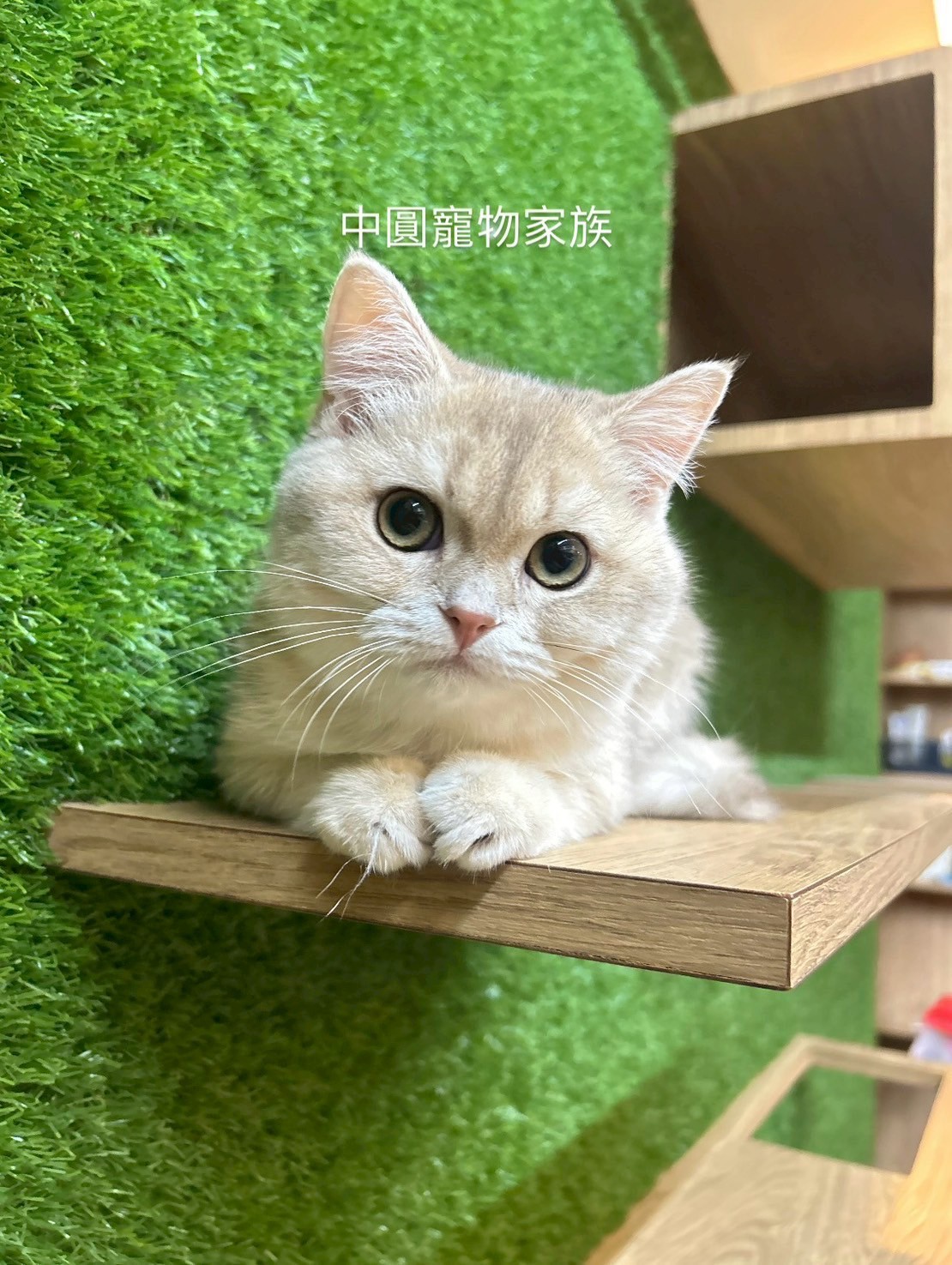中圓寵物家族／藍金漸層英國短毛貓