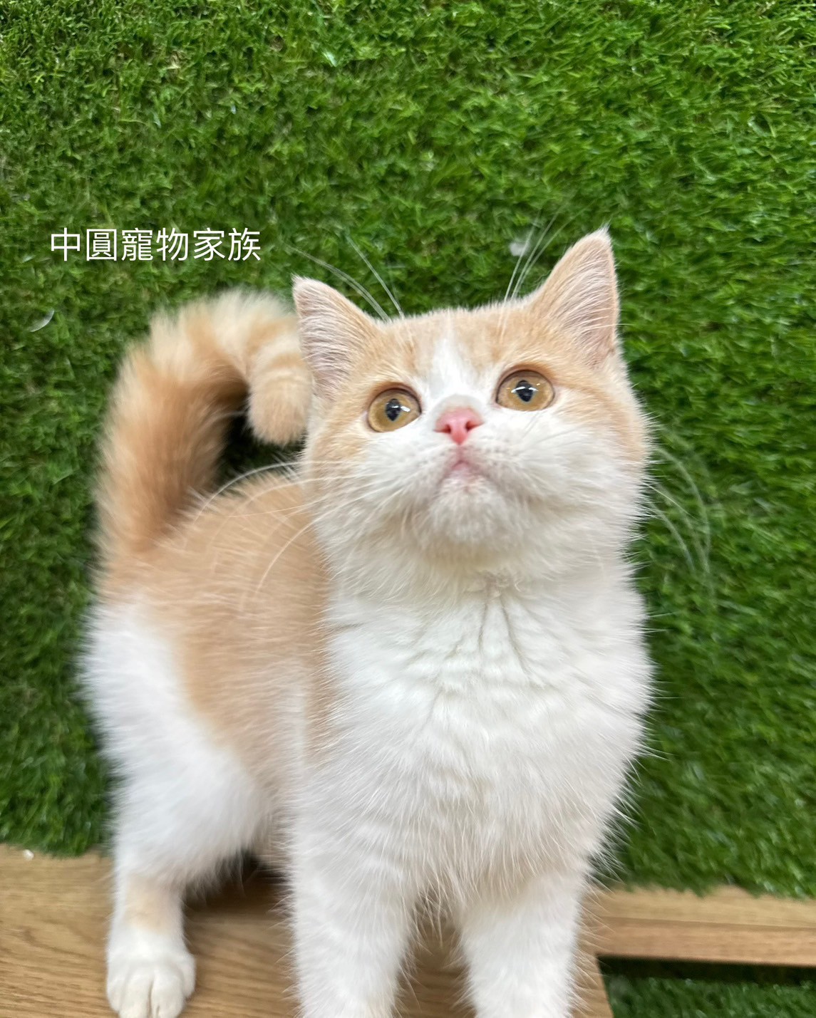 中圓寵物家族／奶油賓士英國短毛貓