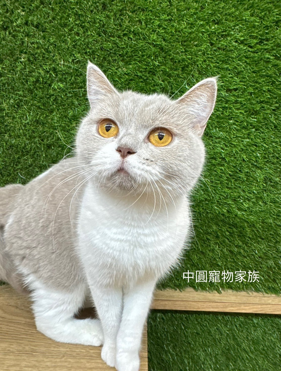 中圓寵物家族／紫丁香加白英國短毛貓