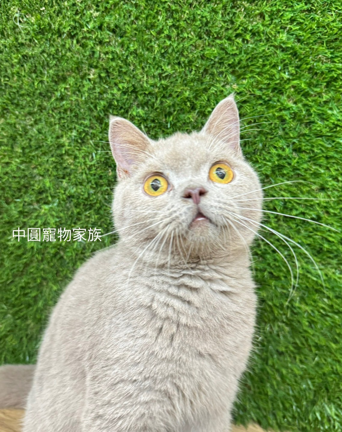 中圓寵物家族／紫丁香英國短毛貓