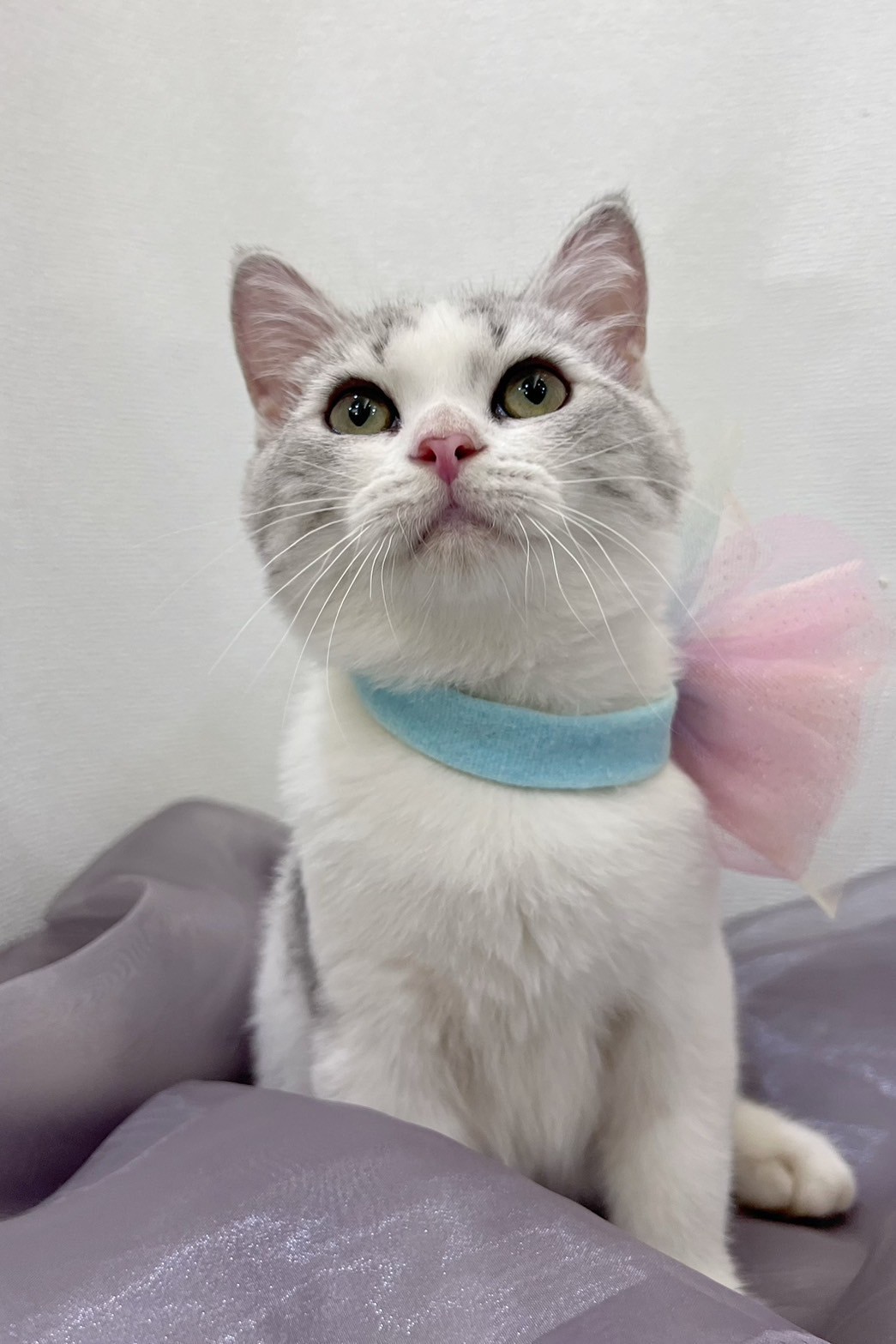 中圓寵物家族／銀白賓士英國短毛貓