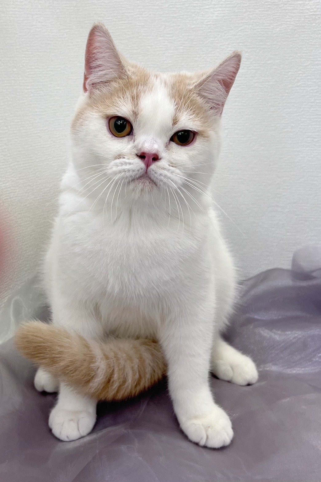 中圓寵物家族／奶油白英國短毛貓