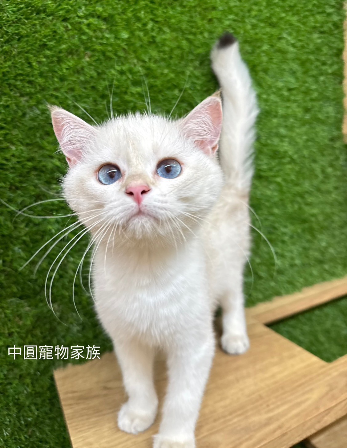 中圓寵物家族／金點漸層英國短毛貓