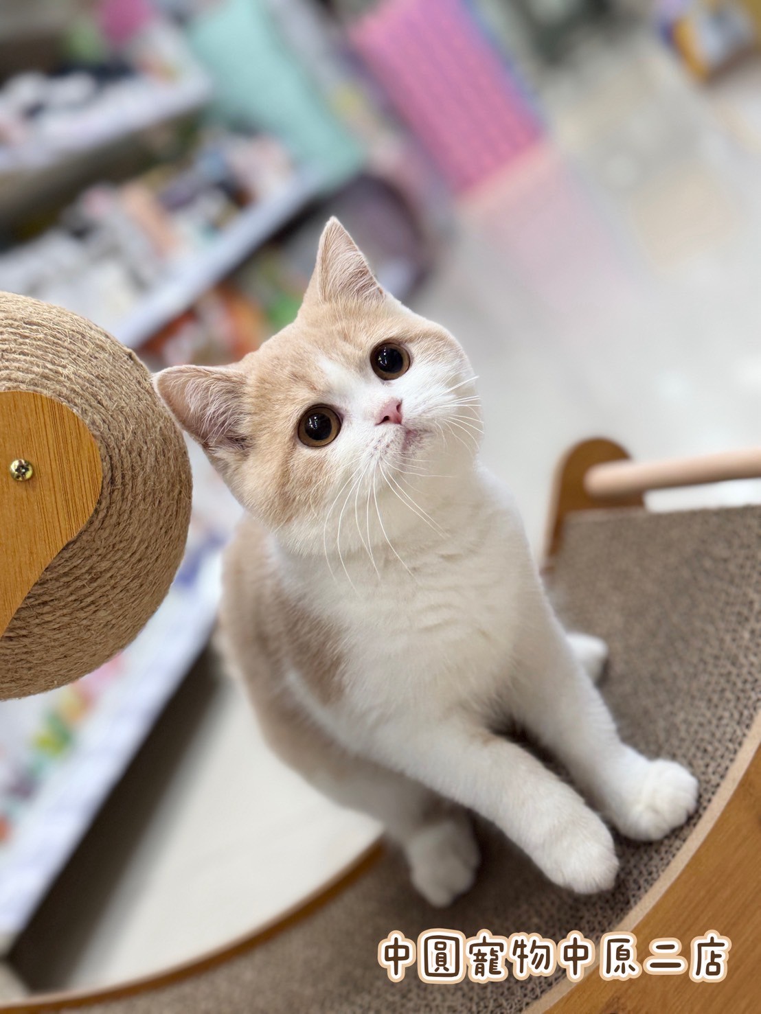 中圓寵物家族／奶白賓士英國短毛貓