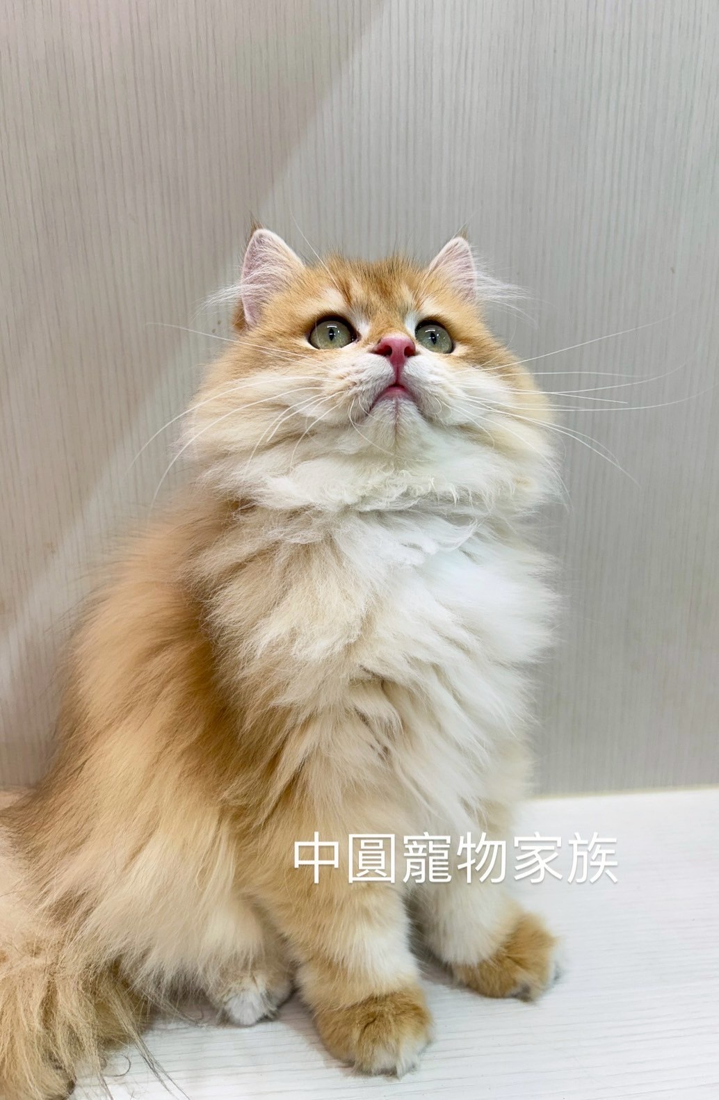 中圓寵物家族／金漸層英國長毛貓