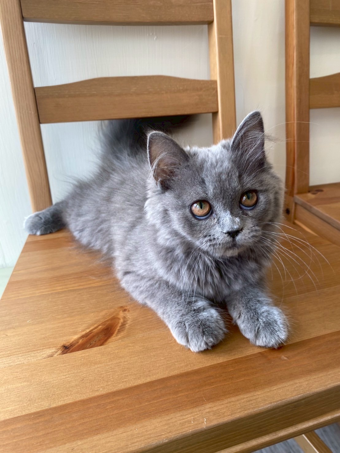 中圓寵物家族／藍色英國長毛貓