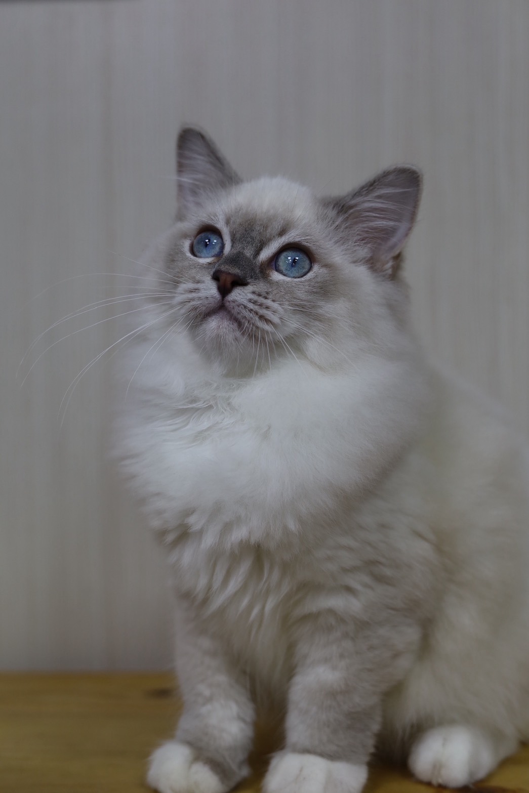 琥珀布偶貓舍／藍山貓手套布偶貓